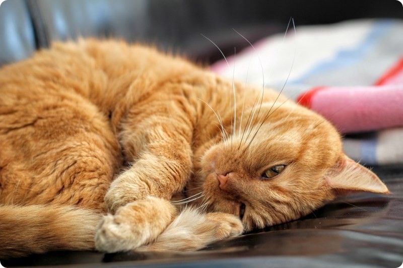 Кастрация кота где лучше делать
